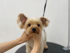 -comecome来吧宠物(奥克斯中心店)