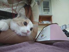 -动物缘宠物医院·骨科·猫科(西二环店)