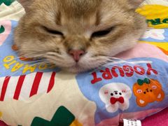 -凯特喵百思猫专科医院