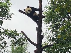 -都江堰中华大熊猫苑