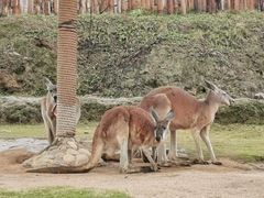 -泉州海丝野生动物世界
