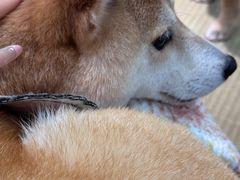 -逗柴咖啡屋·狗咖猫咖宠物桌游