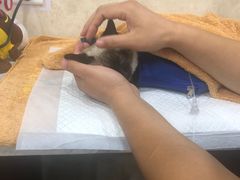 -宠爱国际动物医院· 猫科· 外科·中兽医(长白店)