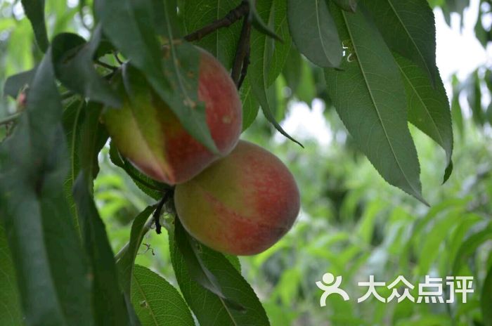 北京开心庄园采摘园图片 - 第8张