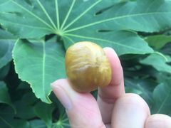 -阿男野栗王(金门路店)