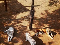 -西霞口神雕山野生动物世界