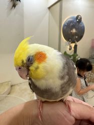 -Moni星球萌宠·小马宝莉·灵蛇·高端高阶全萌宠互动体验俱乐部(红豆国际广场店)