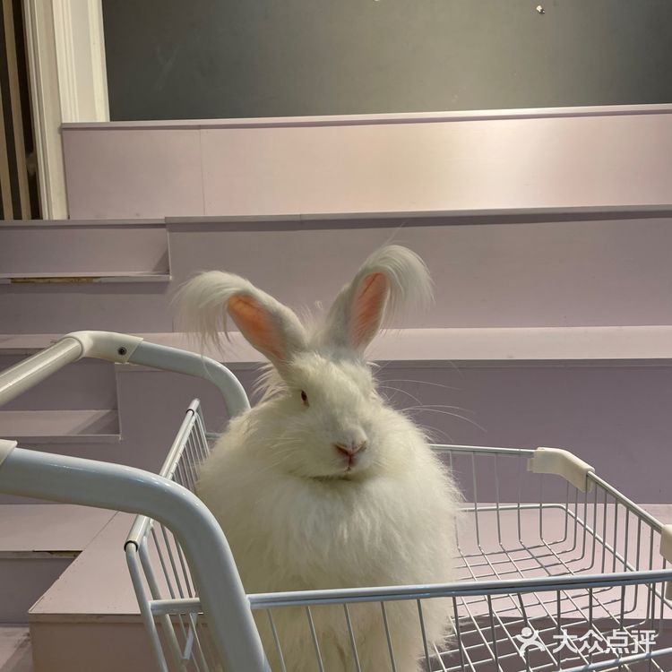 Nice to meet U 安哥拉兔巨兔体验馆