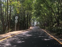 -银湖山郊野公园-相思林