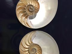 -青岛贝壳博物馆