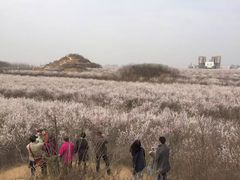 -秦始皇帝陵博物院-丽山园