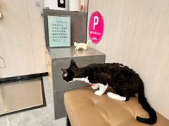 -半岛宠物医院24小时(西派城店)