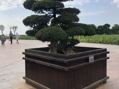-滆湖低碳生态公园