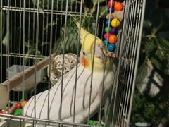 -溪岸路花鸟市场