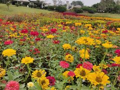 -紫颐香薰山谷景区
