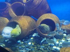 -太平洋海底世界