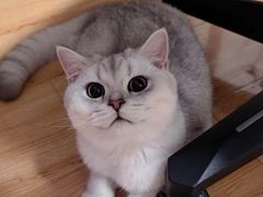 -瑞派宠物医院·犬猫全科·猫友好(宾水西道店)