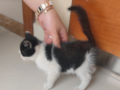 -艾贝尔宠物医院 ·内科全科(梁溪路店)