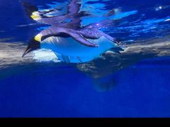 -海合安青岛极地海洋公园