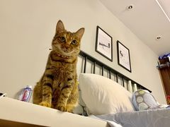 -芭比堂宠物医院·全科爱猫医院·仁德分院