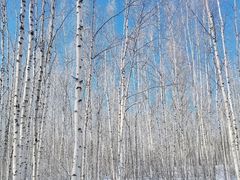 -北极村旅游风景区