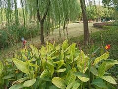 -南翔镇银翔湖公园