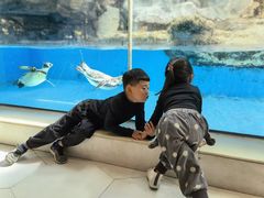 -帝企鹅自助餐厅•儿童岛•真企鹅(长隆企鹅酒店)