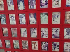 -严国平动物医院(德政总院)