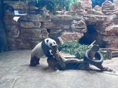 -石家庄市动物园