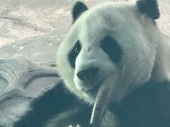 -武汉动物园