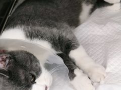 -宠福鑫康馨动物医院·骨科·眼科