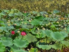 -西湖风景区-江洋畈生态公园