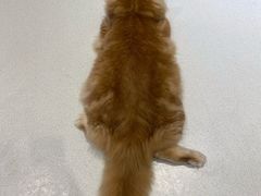 一只炸串-藏猫猫咖啡主题馆(中央大道店)