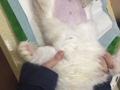 -艾贝尔宠物诊疗