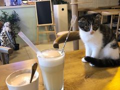 -平行世界·猫咖(首经贸店)