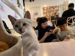 -Cappucimeow猫咪咖啡馆(韦伯时代店)
