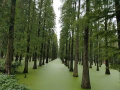 -渌洋湖湿地公园