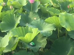-荷塘月色湿地公园·向阳花洲