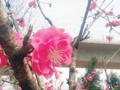 -三圣花乡旅游区