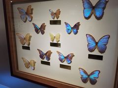 -上海昆虫博物馆