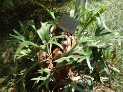 -广州神农草堂中医药博物馆