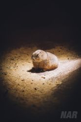 -酷嗒动物文化乐园(cutezoo西溪乐天城店)