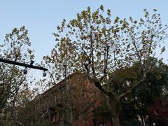 -WHEN PIGS FLY当猪飞