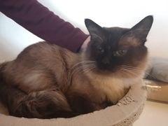 -Cappucimeow猫咪咖啡馆(韦伯时代店)