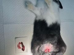 -东莞宠友24H宠物中心医院·转诊夜诊·异宠(新河北路院)