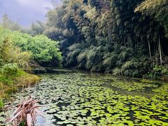-杭州植物园