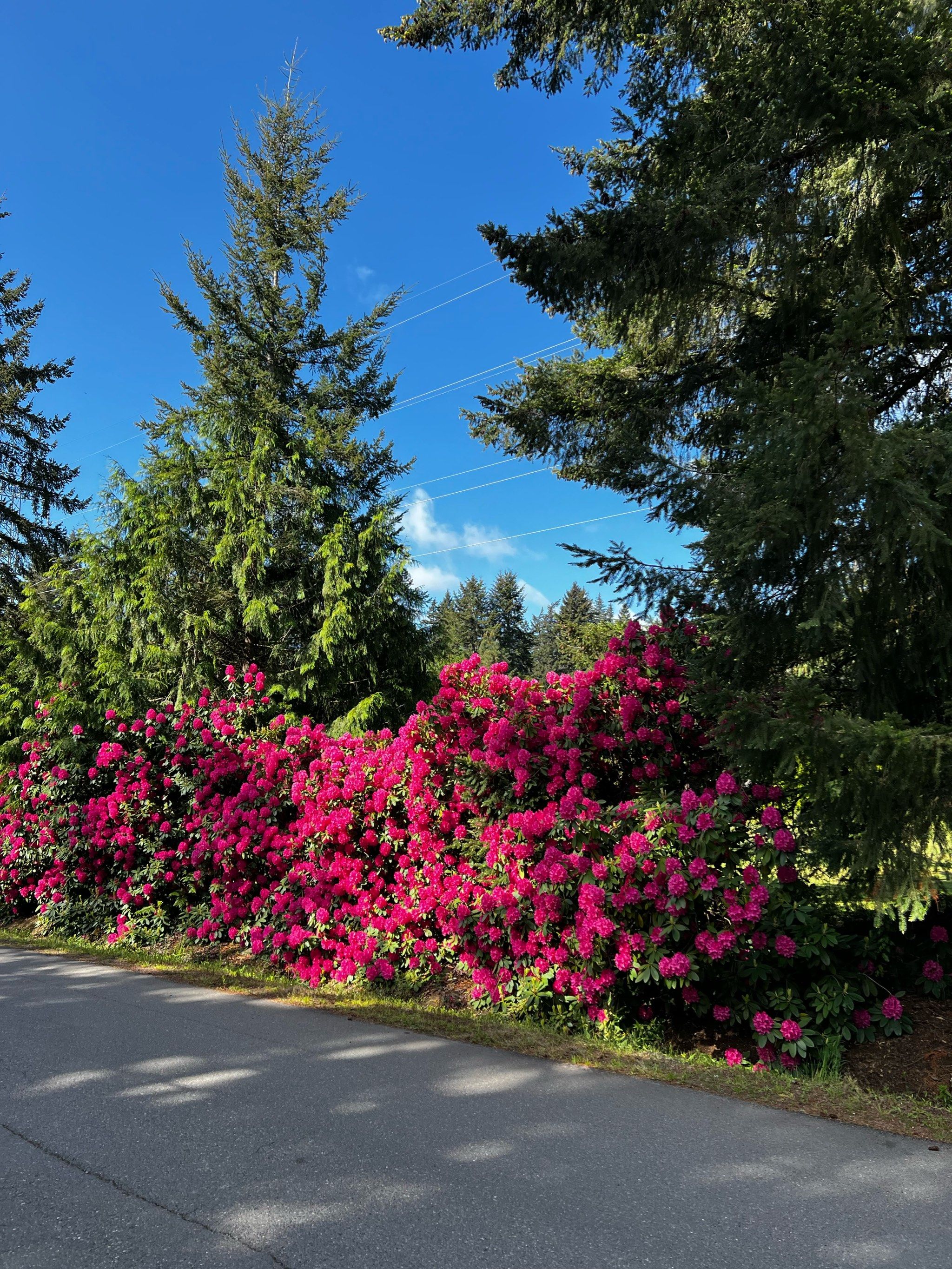 rhododendron vs azalea