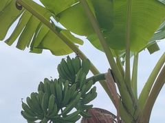-云溪植物园