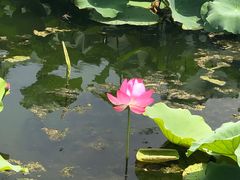-荷塘月色湿地公园·向阳花洲