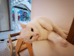 -猫域·湾主题猫咖·宠物吧(南坪城市广场店)
